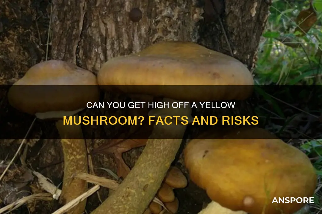 can you get high off a yellow mushroom