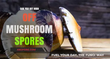 Can Mushroom Spores Cause a High? Separating Fact from Fiction