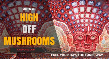 Exploring the Effects: Can You Get High Off Mushrooms?