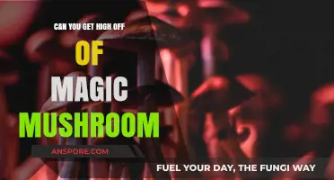 Exploring the Effects: Can Magic Mushrooms Induce a High?