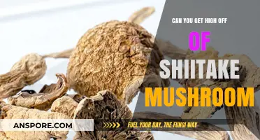 Shiitake Mushrooms: Debunking the Myth of a Psychedelic High