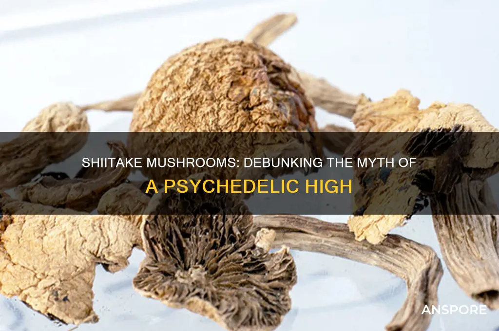 can you get high off of shiitake mushrooms