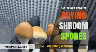 Buying Shroom Spores: Legal Risks and What You Need to Know