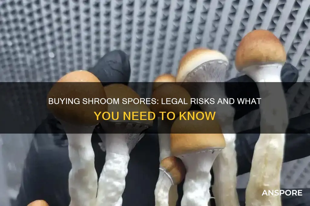 can you get introble for buying shroom spores