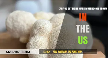 Where to Find Lion's Mane Mushrooms Grown in the USA