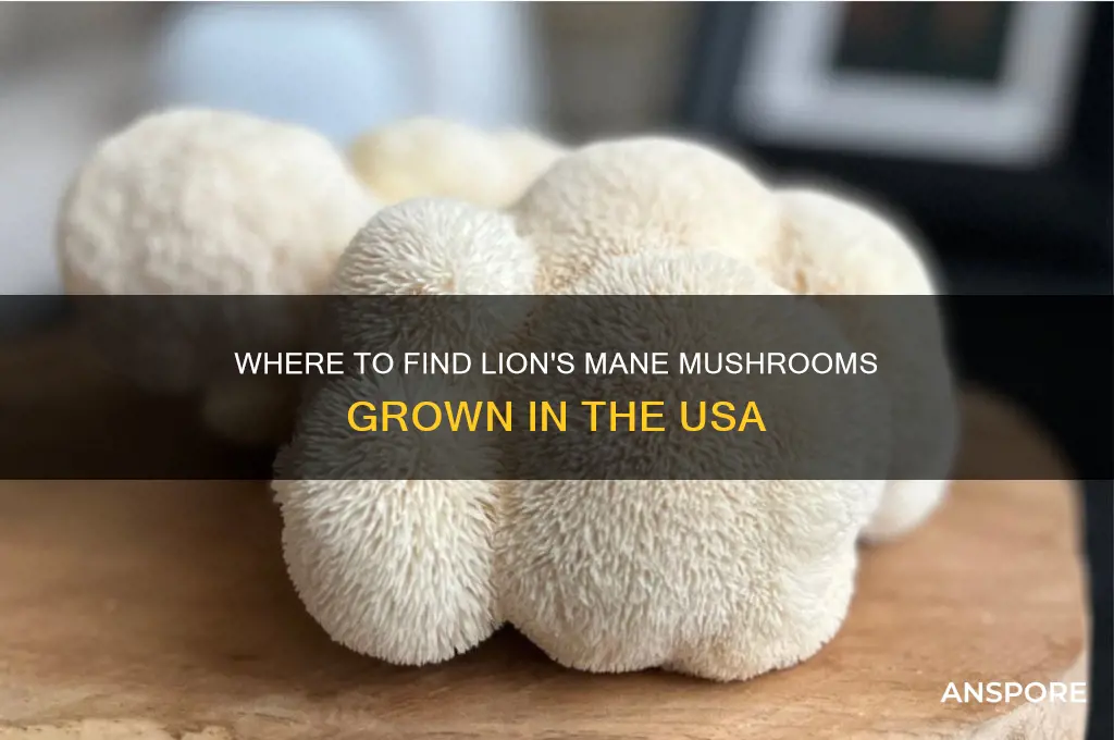 can you get lions mane mushrooms grown in the us