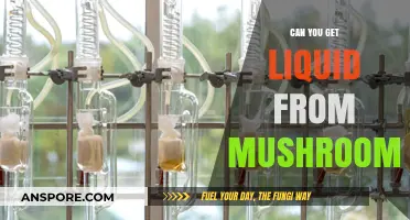 Extracting Mushroom Liquids: Unlocking Nature's Hidden Hydration Secrets