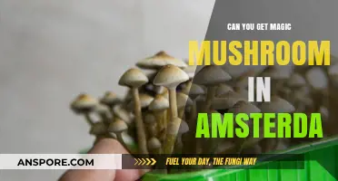 Exploring Amsterdam's Magic Mushroom Scene: Availability and Legal Insights