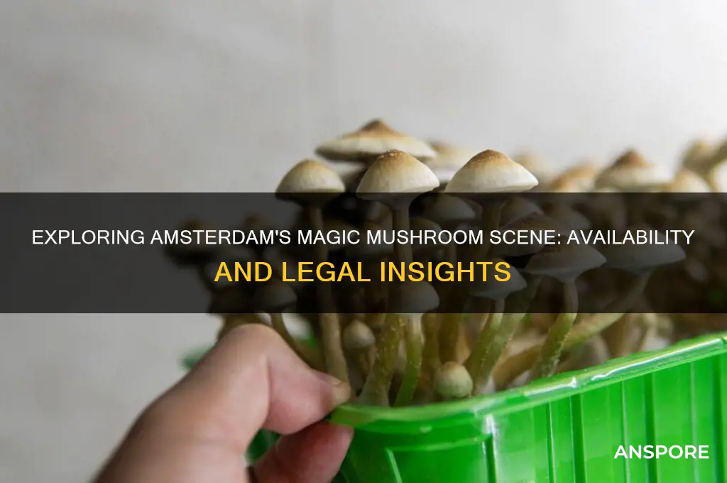 can you get magic mushrooms in amsterdam