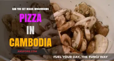 Exploring Cambodia's Magic Mushroom Pizza Scene: Fact or Fiction?