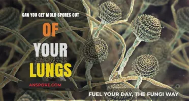 Removing Mold Spores from Lungs: Effective Methods and Health Tips