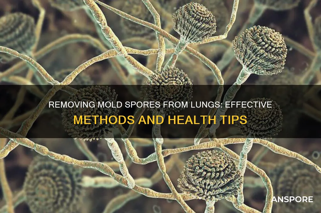 can you get mold spores out of your lungs
