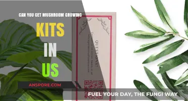 Discover Mushroom Growing Kits: Are They Available in the US?