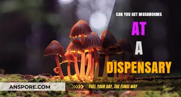 Can You Buy Mushrooms at a Dispensary? Legal Insights