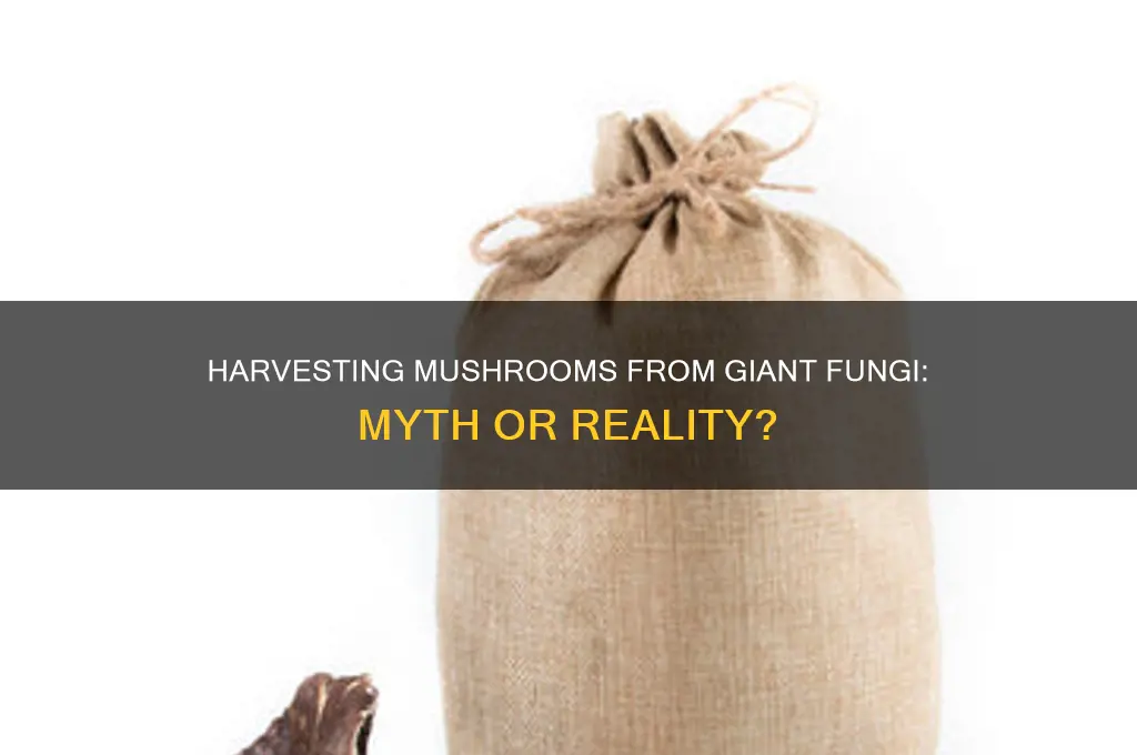 can you get mushrooms from giant mushrooms