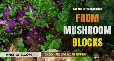 Growing Mushrooms from Blocks: A Beginner's Guide to Cultivation