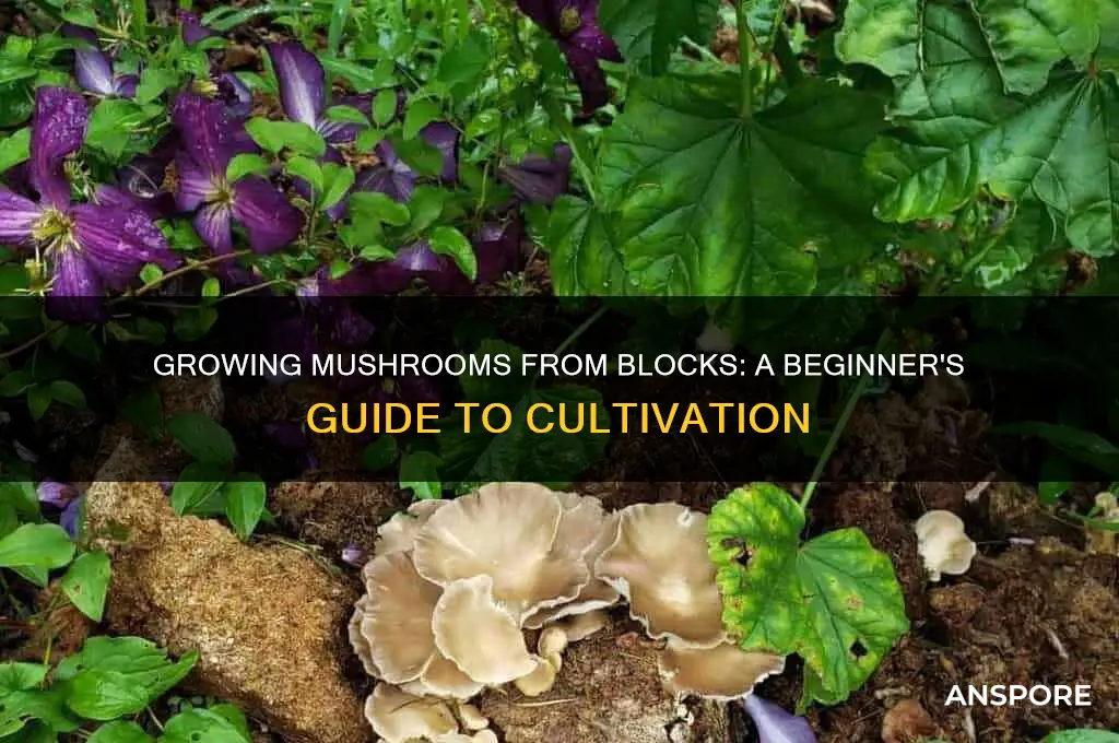 can you get mushrooms from mushroom blocks