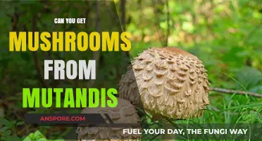 Exploring the Myth: Can Mutandis Really Yield Edible Mushrooms?