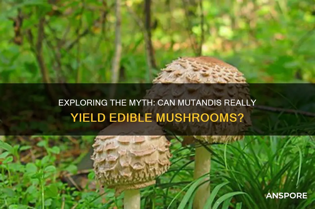 can you get mushrooms from mutandis