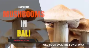 Exploring Bali's Fungal Treasures: Can You Find Mushrooms on the Island?