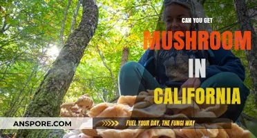 Exploring California's Mushroom Scene: Where and How to Find Them