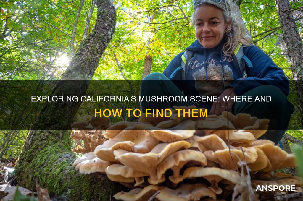 can you get mushrooms in california