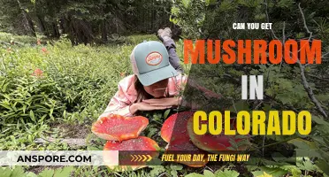 Exploring Colorado's Mushroom Scene: Where and How to Find Them