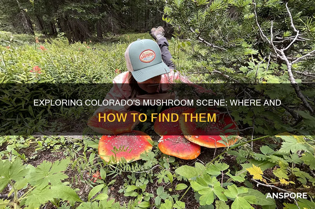 can you get mushrooms in colorado