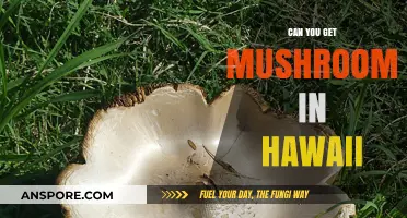 Exploring Hawaii's Fungal Treasures: Where to Find Mushrooms in Paradise