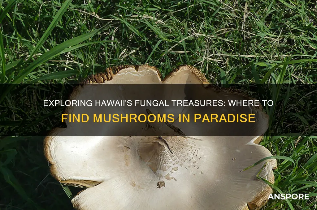 can you get mushrooms in hawaii