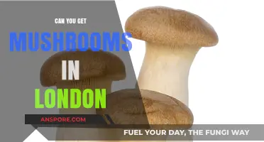 Exploring London's Hidden Gems: Where to Find Fresh Mushrooms in the City