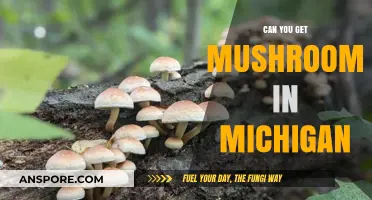 Exploring Michigan's Forests: Where to Find Wild Mushrooms Safely