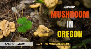 Exploring Oregon's Mushroom Scene: Where and How to Find Them