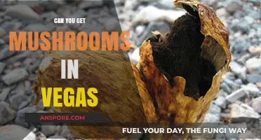 Finding Mushrooms in Vegas: A Guide to Legal and Wild Varieties