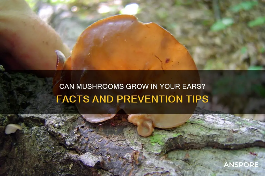 can you get mushrooms in your ears