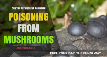 Mushrooms and Nuclear Radiation: Debunking Myths of Poisoning Risks