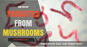 Mushroom Parasite Risks: Separating Fact from Fiction in Foraging