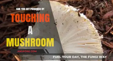 Touching Mushrooms: Poison Risks and Safety Tips Explained