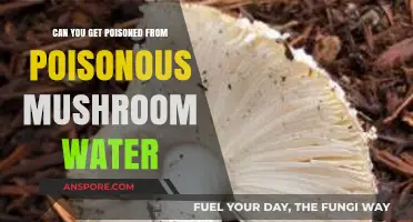 Can Poisonous Mushroom Water Be Harmful? Unveiling the Toxic Truth