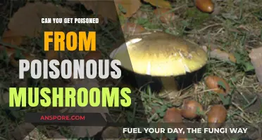 Can Poisonous Mushrooms Kill You? Understanding the Risks of Toxic Fungi