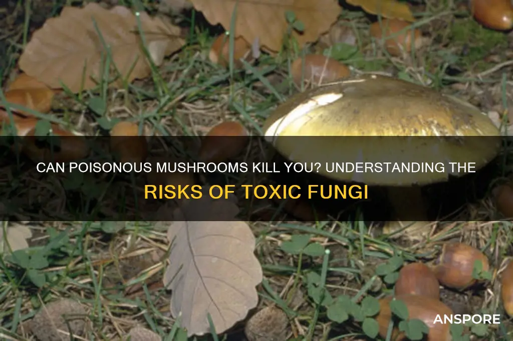 can you get poisoned from poisonous mushrooms