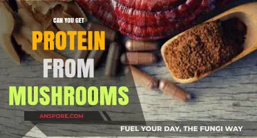 Mushrooms as a Protein Source: Unlocking Their Nutritional Potential