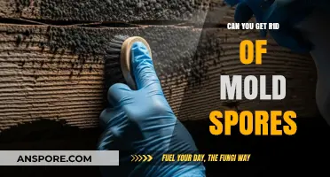 Effective Ways to Eliminate Mold Spores in Your Home