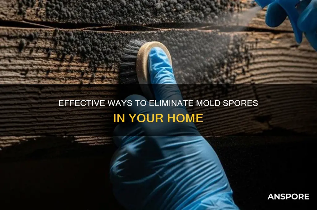 can you get rid of mold spores