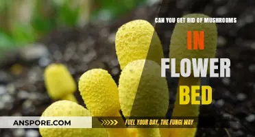 How to Effectively Remove Mushrooms from Your Flower Bed