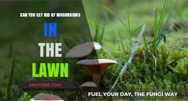 Effective Ways to Eliminate Mushrooms from Your Lawn Permanently