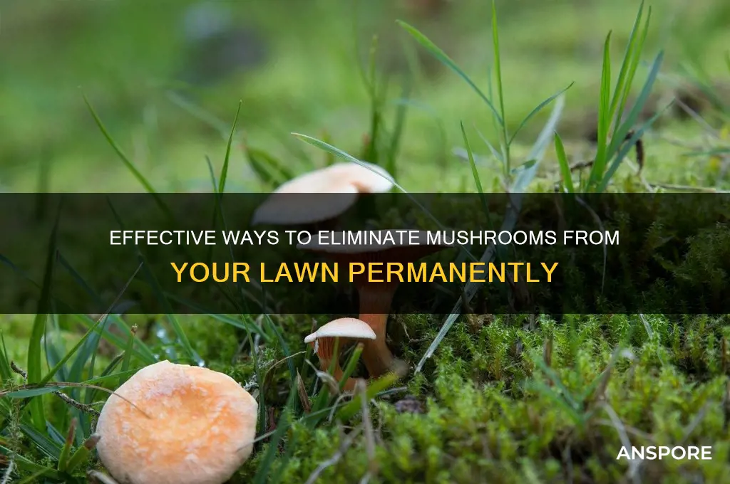 can you get rid of mushrooms in the lawn
