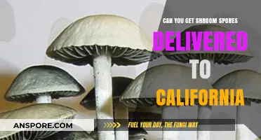 Can Shroom Spores Be Legally Delivered to California Residents?