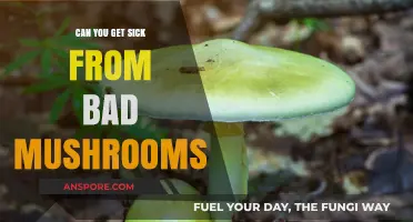 Can Bad Mushrooms Make You Sick? Risks and Symptoms Explained