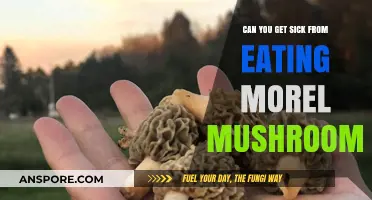 Can Morel Mushrooms Make You Sick? Facts and Safety Tips